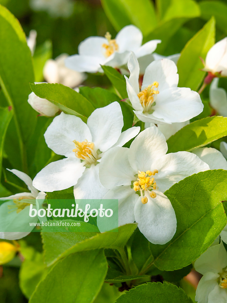 448040 - Sargent crab apple (Malus sargentii)