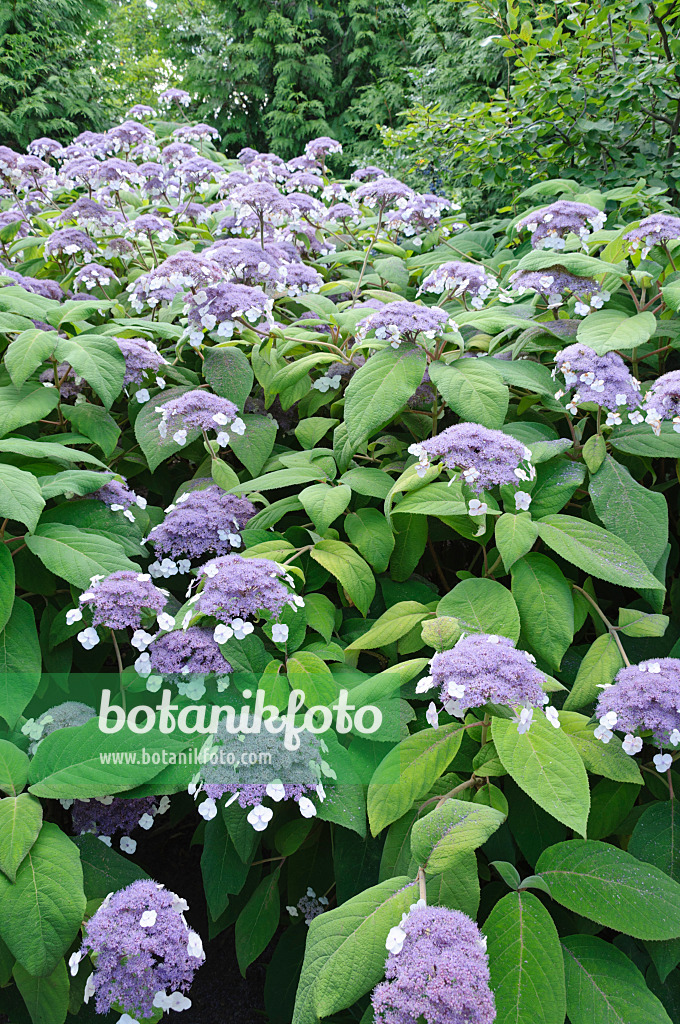 486226 - Sargent's hydrangea (Hydrangea aspera subsp. sargentiana)