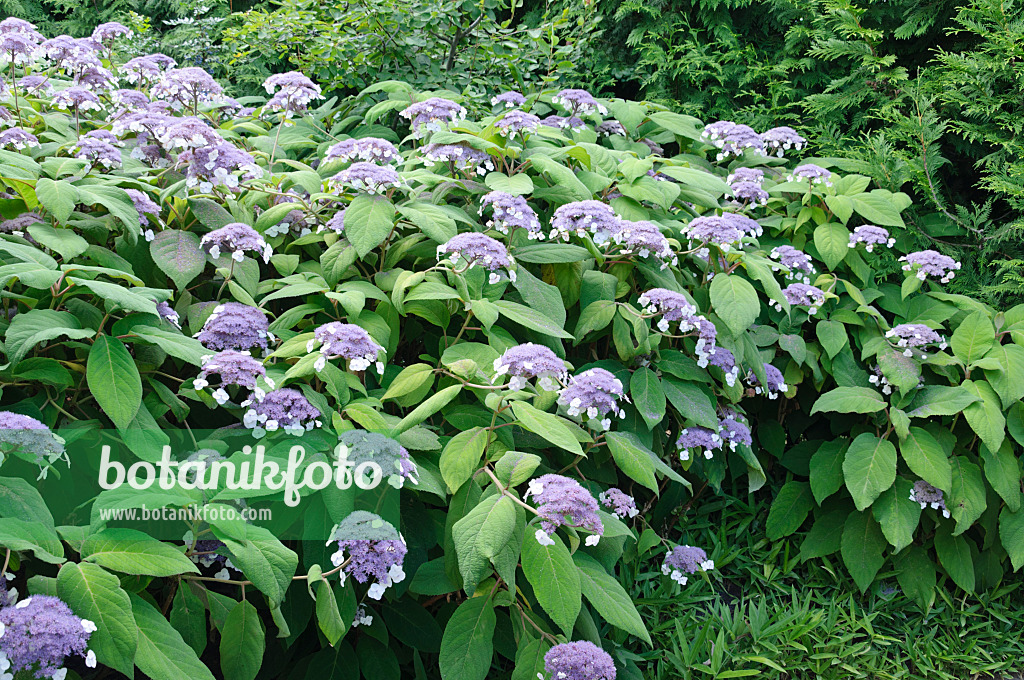 486227 - Sargent's hydrangea (Hydrangea aspera subsp. sargentiana)