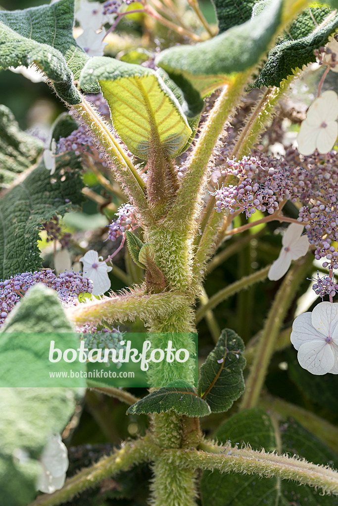 616238 - Sargent's hydrangea (Hydrangea aspera subsp. sargentiana)