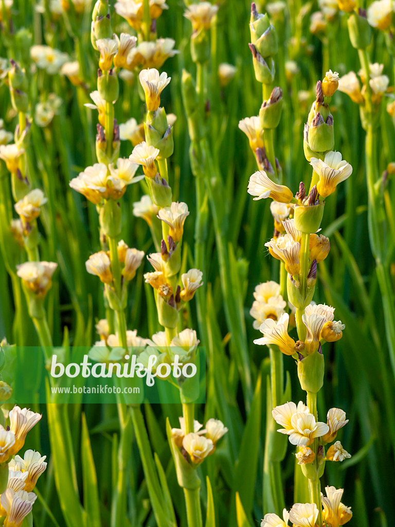 448116 - Satin flower (Sisyrinchium striatum)