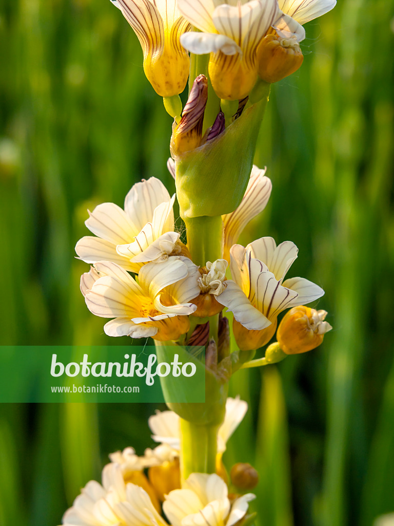 448117 - Satin flower (Sisyrinchium striatum)