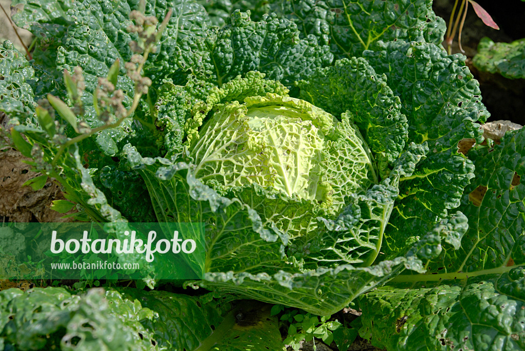 457041 - Savoy cabbage (Brassica oleracea var. sabauda)