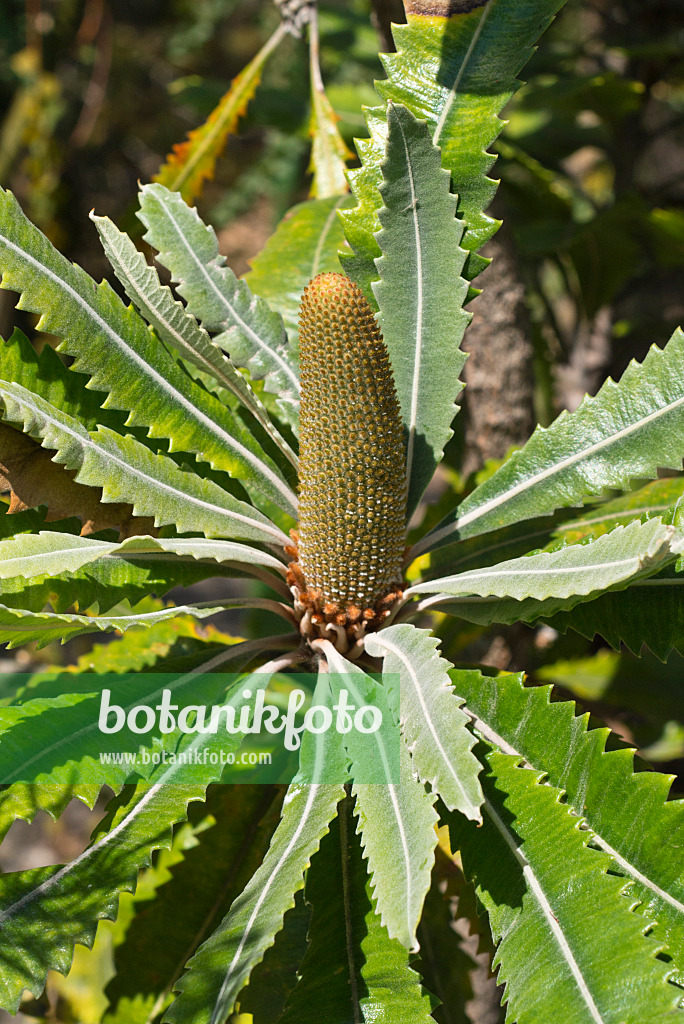 556117 - Saw-tooth banksia (Banksia serrata)