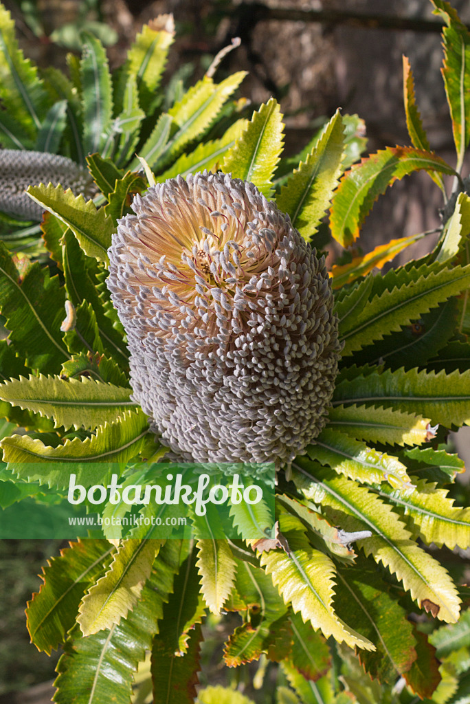 558343 - Saw-tooth banksia (Banksia serrata)