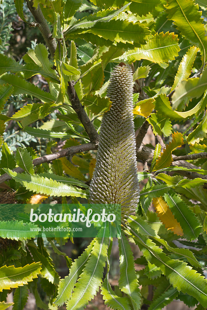 558344 - Saw-tooth banksia (Banksia serrata)