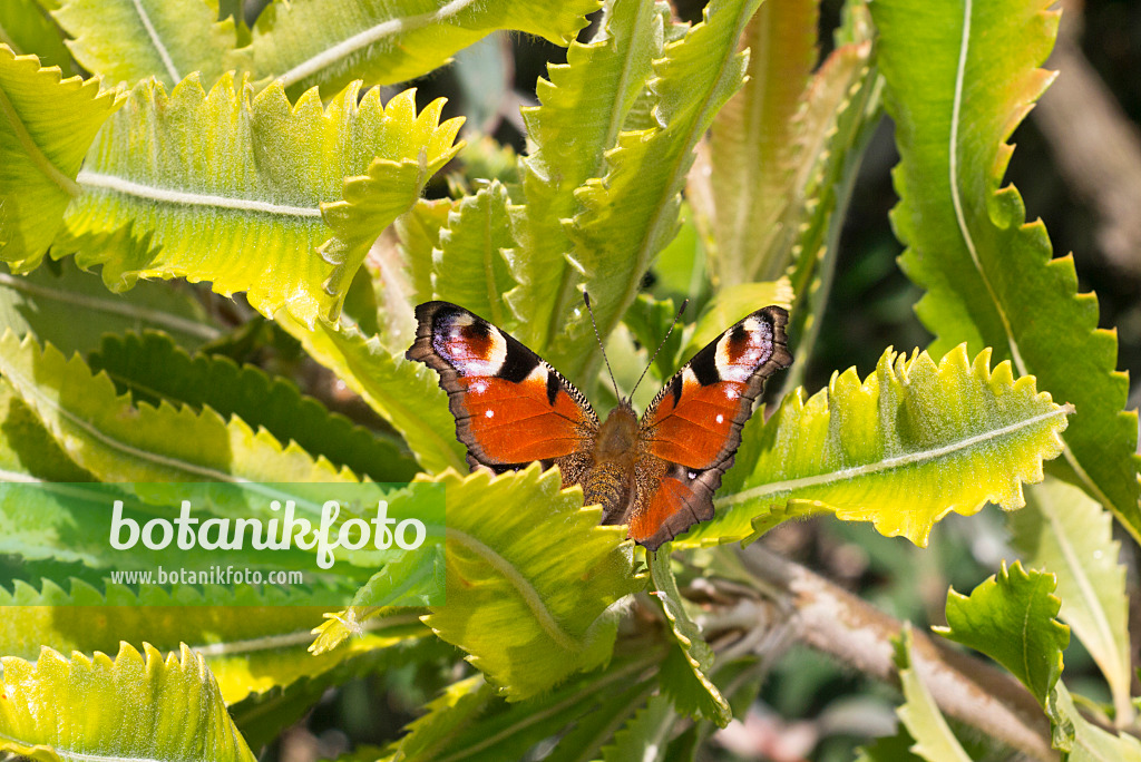 573097 - Saw-tooth banksia (Banksia serrata) and peacock butterfly (Inachis io)