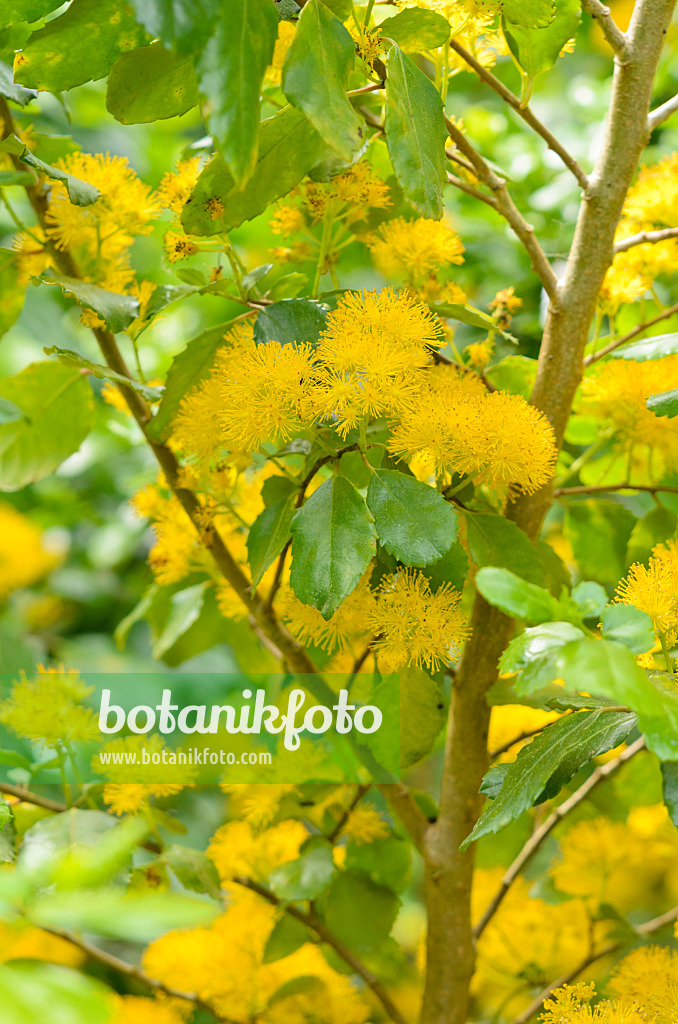 533301 - Saw-toothed azara (Azara serrata)