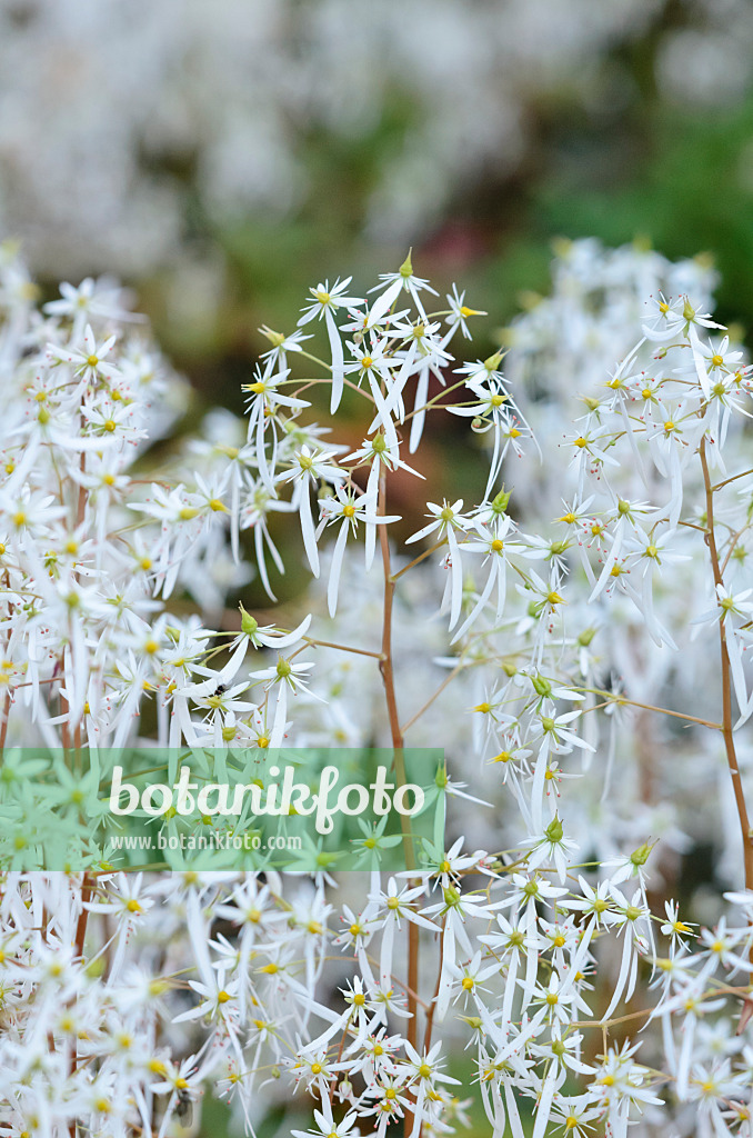 525337 - Saxifrage (Saxifraga cortusifolia)