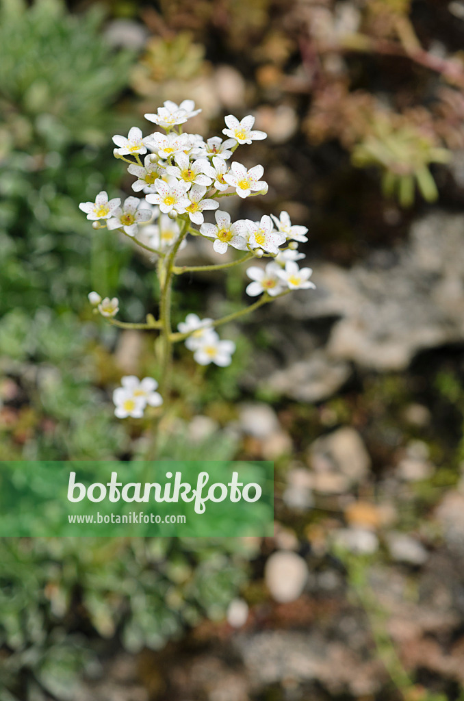 533226 - Saxifrage (Saxifraga erosa)