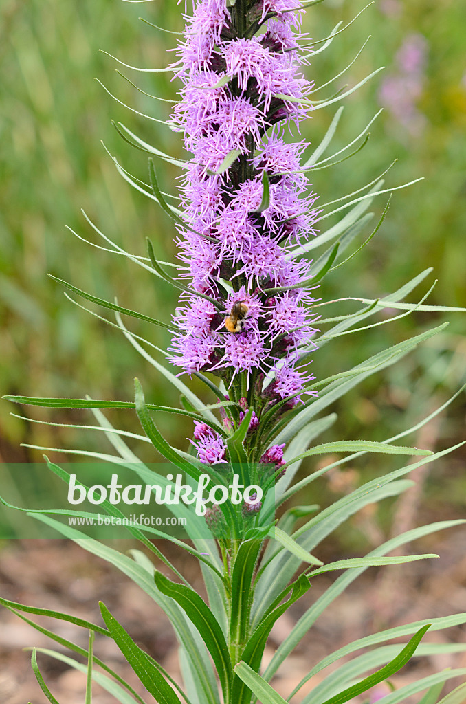 536022 - Scaly blazing star (Liatris squarrosa)