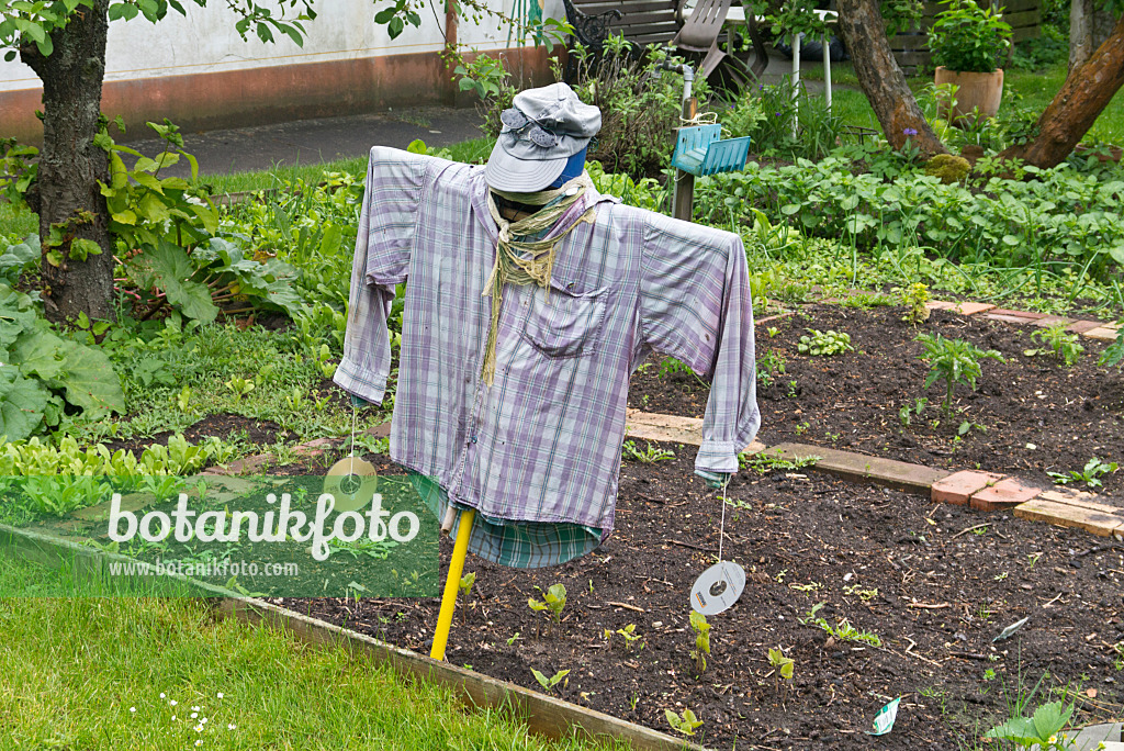 532023 - Scarecrow in a vegetable garden