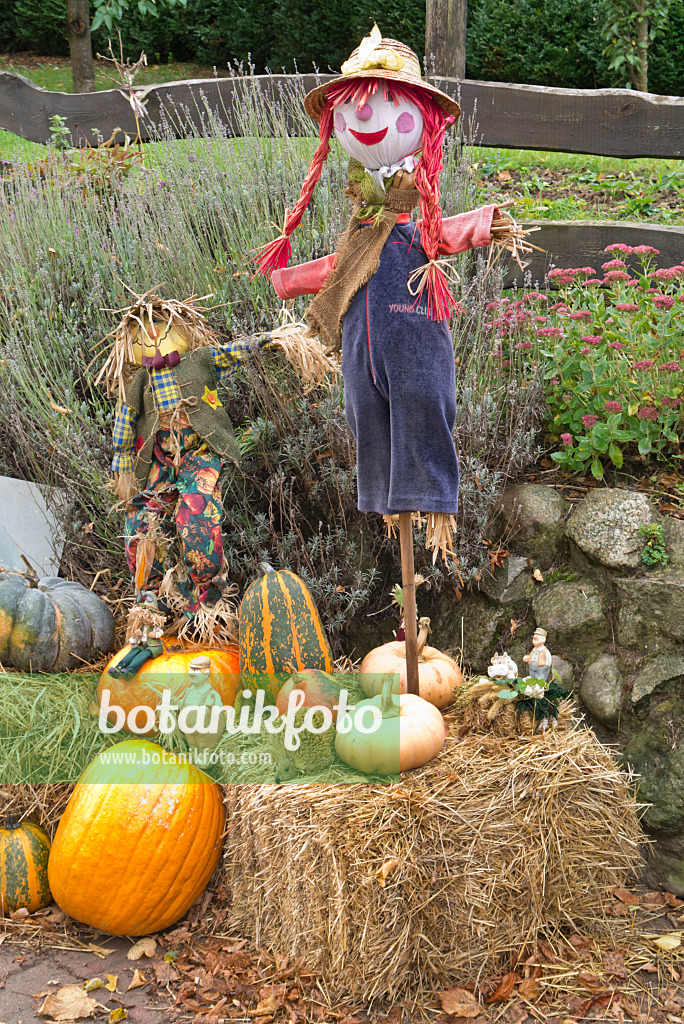 561085 - Scarecrows with decorative squash (Cucurbita)