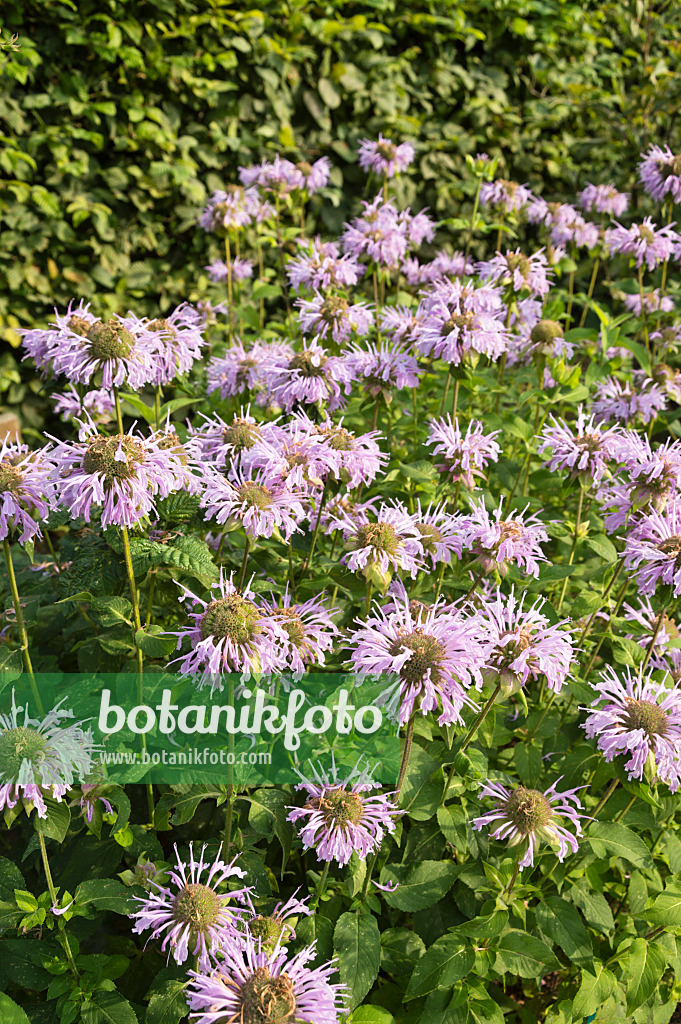 511204 - Scarlet bee balm (Monarda didyma)