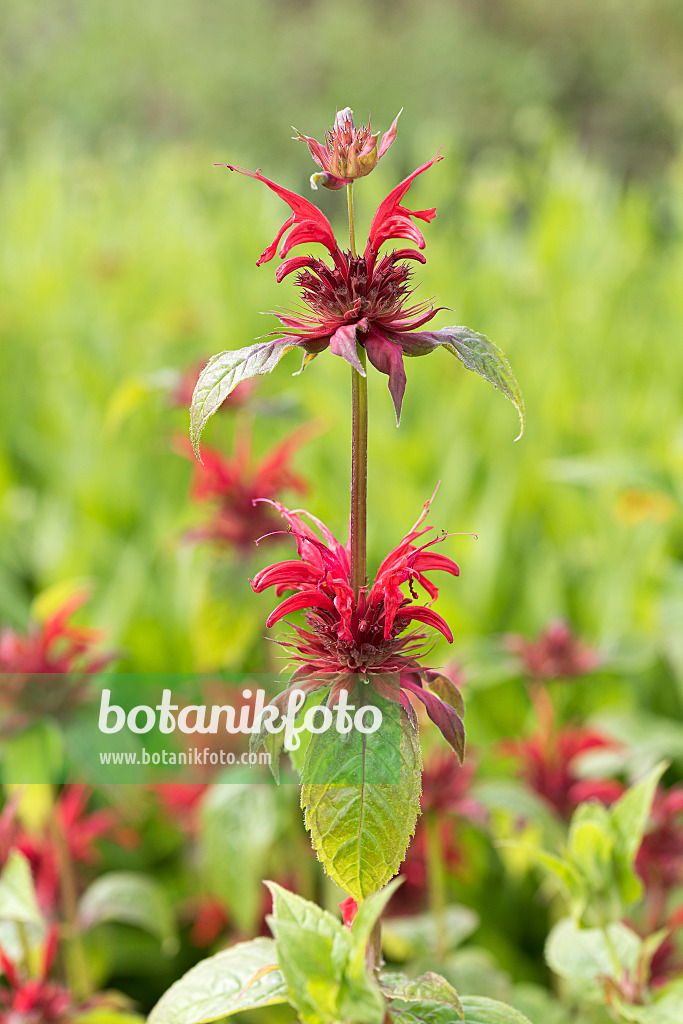 625281 - Scarlet bee balm (Monarda didyma 'Cambridge Scarlet')