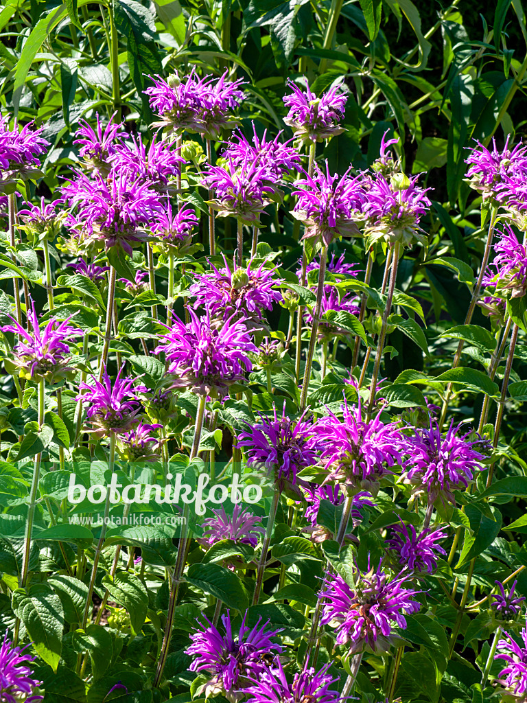 439244 - Scarlet bee balm (Monarda didyma 'Petite Delight')