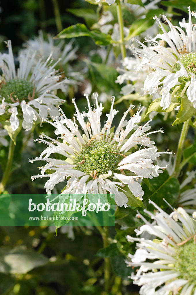 486216 - Scarlet bee balm (Monarda didyma 'Schneewittchen')