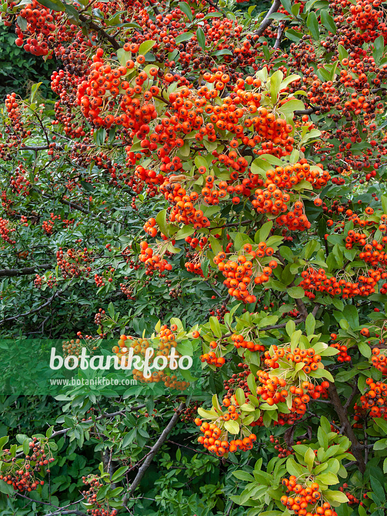 404069 - Scarlet firethorn (Pyracantha coccinea)