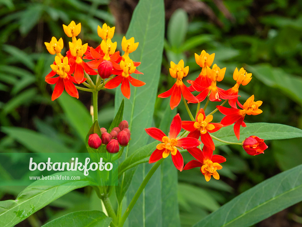 401045 - Scarlet milkweed (Asclepias curassavica)