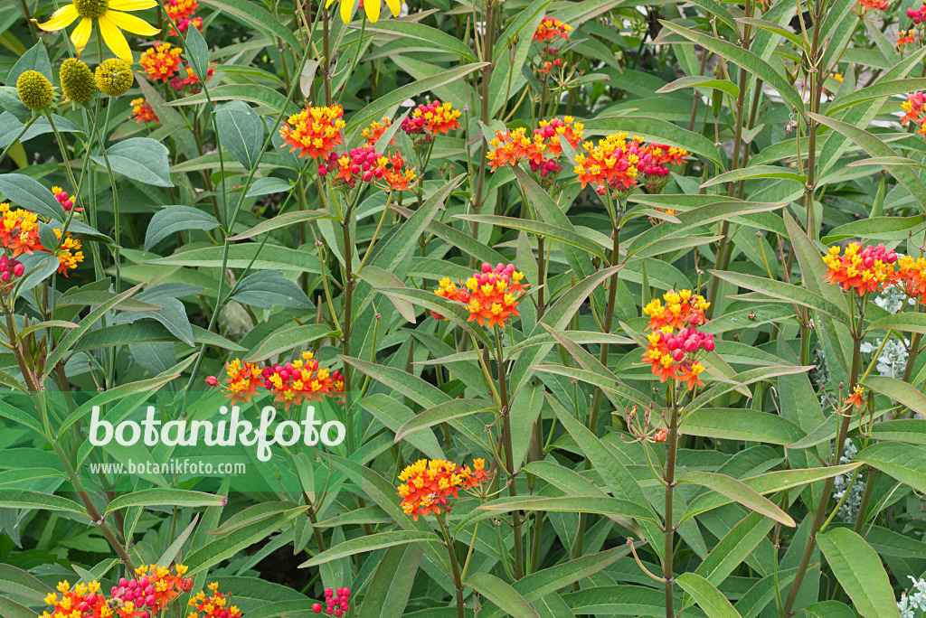 595033 - Scarlet milkweed (Asclepias curassavica)