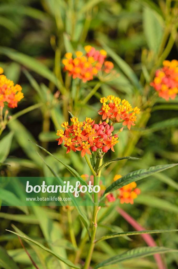 523194 - Scarlet milkweed (Asclepias curassavica 'Red Butterfly')