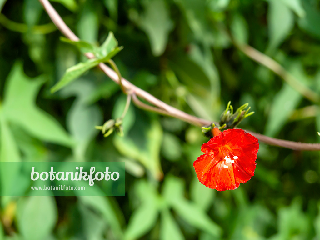 441041 - Scarlet morning glory (Ipomoea hederifolia syn. Quamoclit hederifolia)