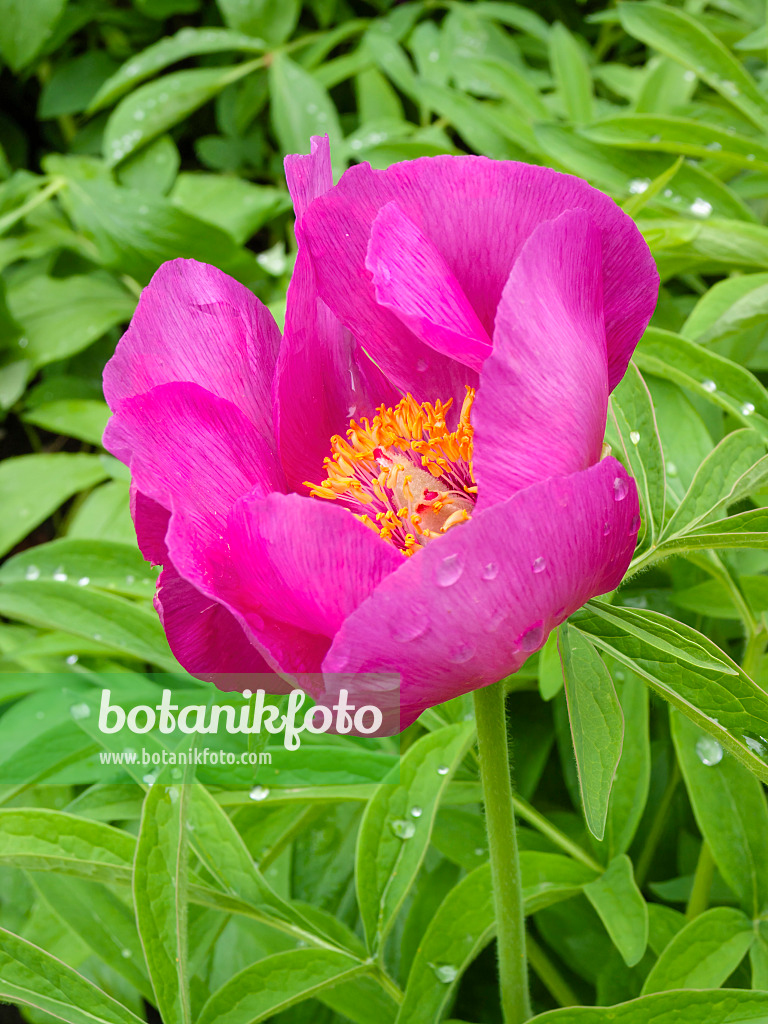 401158 - Scarlet peony (Paeonia peregrina)