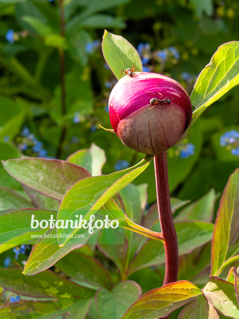 425050 - Scarlet peony (Paeonia peregrina)