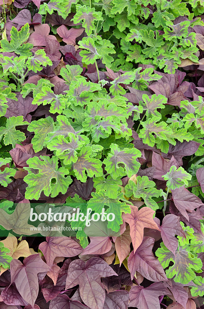 548057 - Scented pelargonium (Pelargonium Chocolate Peppermint) and sweet potato (Ipomoea batatas)