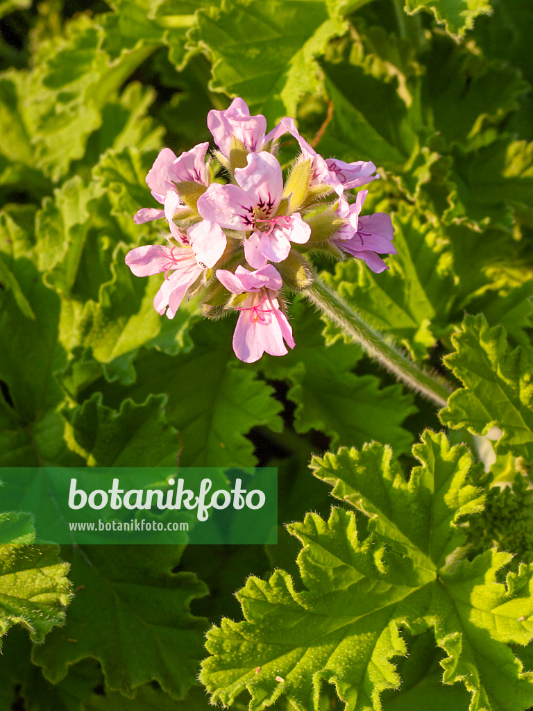 404029 - Scented pelargonium (Pelargonium Clorinda)