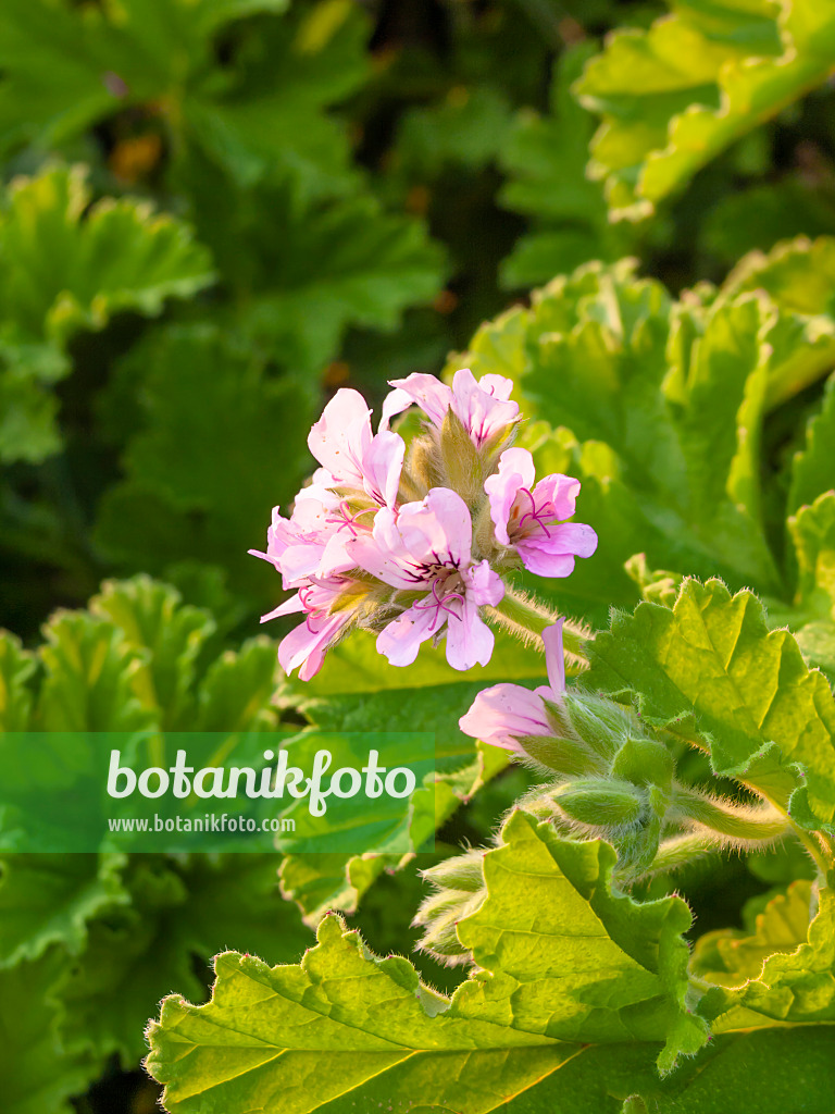 416023 - Scented pelargonium (Pelargonium Clorinda)