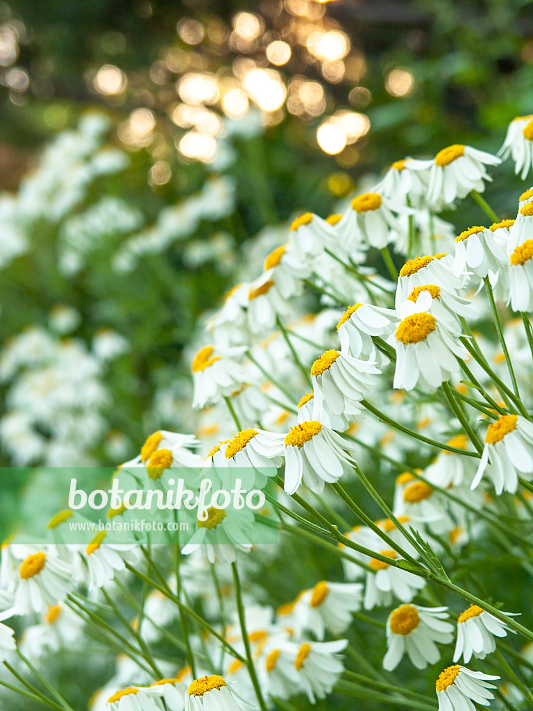 426322 - Scentless feverfew (Tanacetum corymbosum)