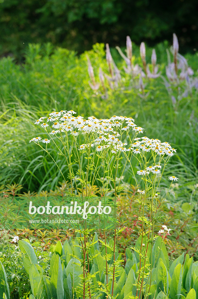 485193 - Scentless feverfew (Tanacetum corymbosum)