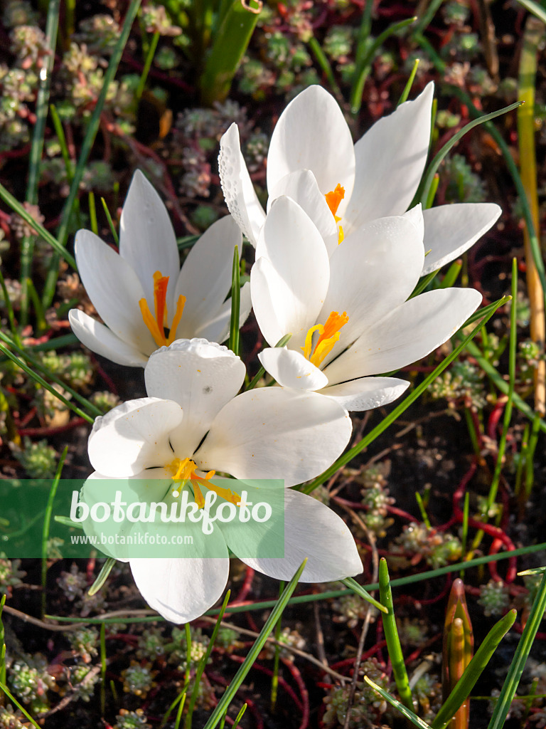 447004 - Scotch crocus (Crocus biflorus)