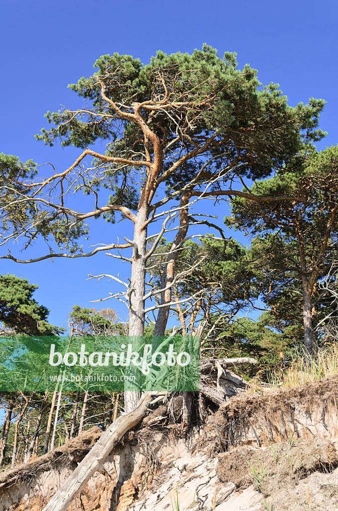 534307 - Scots pine (Pinus sylvestris) at the Darss western shore, Vorpommersche Boddenlandschaft National Park, Germany