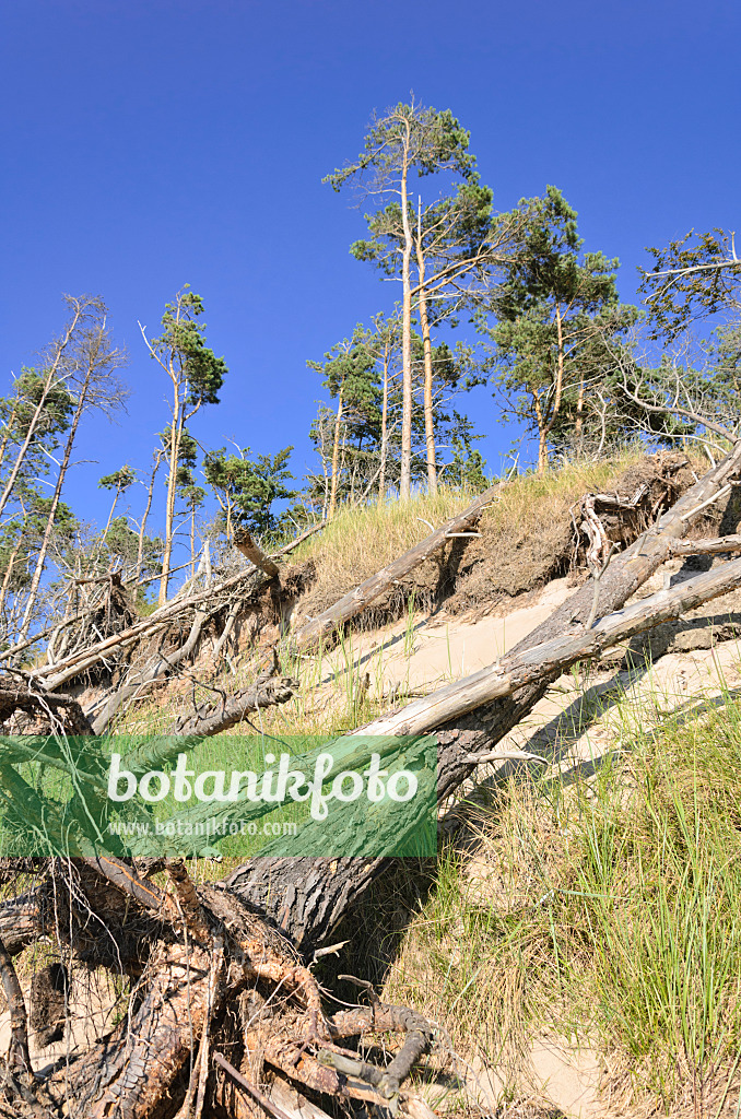 534309 - Scots pine (Pinus sylvestris) at the Darss western shore, Vorpommersche Boddenlandschaft National Park, Germany