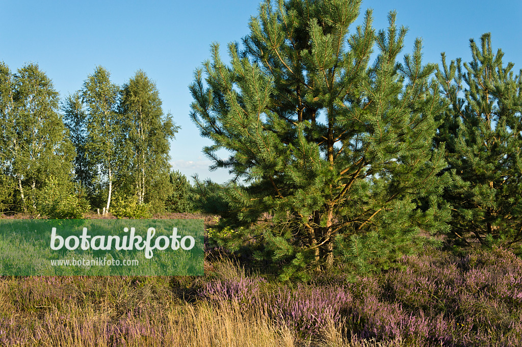 511343 - Scots pine (Pinus sylvestris), common heather (Calluna vulgaris) and birches (Betula), Schönower Heide Nature Reserve, Germany