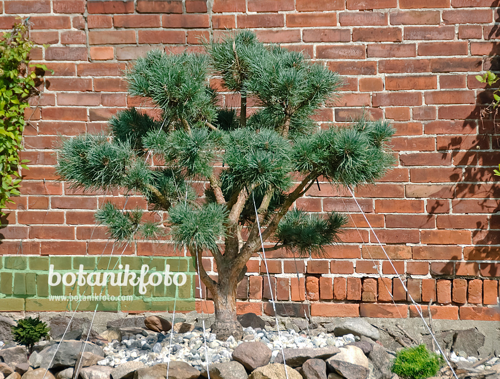 490112 - Scots pine (Pinus sylvestris 'Watereri')