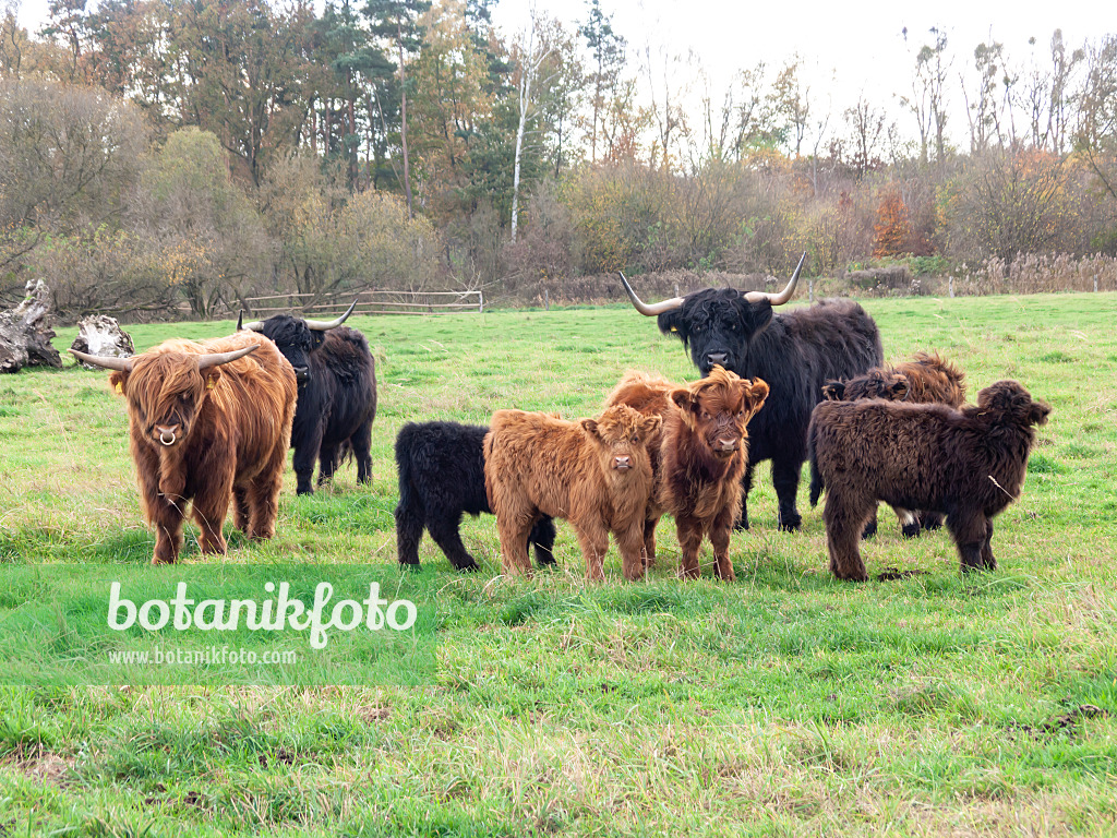 525464 - Scottish Highland cattle (Bos taurus)