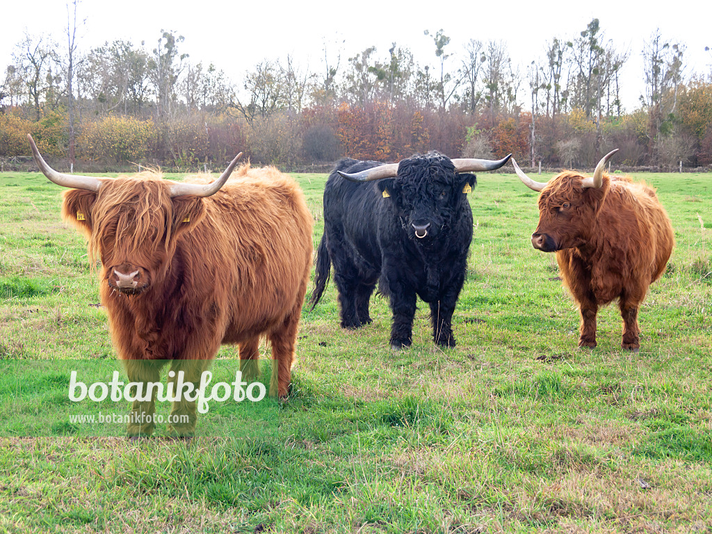 525465 - Scottish Highland cattle (Bos taurus)