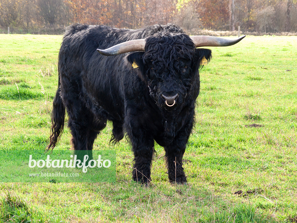 525466 - Scottish Highland cattle (Bos taurus)