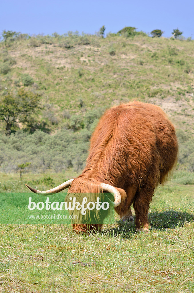 533585 - Scottish Highland cattle (Bos taurus), Zuid-Kennemerland National Park, Netherlands