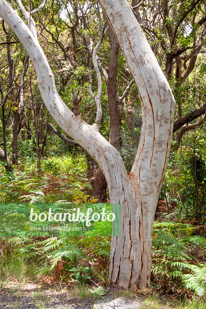 454236 - Scribbly gum (Eucalyptus haemastoma) with tunnels made by the larvae of the Scribbly Gum Moth