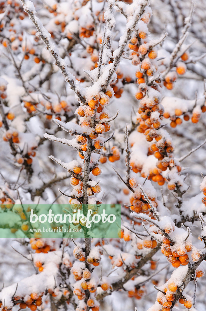 491042 - Sea buckthorn (Hippophae rhamnoides)