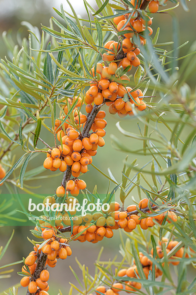 607097 - Sea buckthorn (Hippophae rhamnoides 'Hergo')