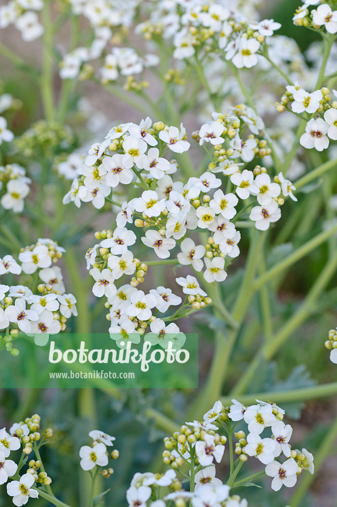 471325 - Sea kale (Crambe maritima)