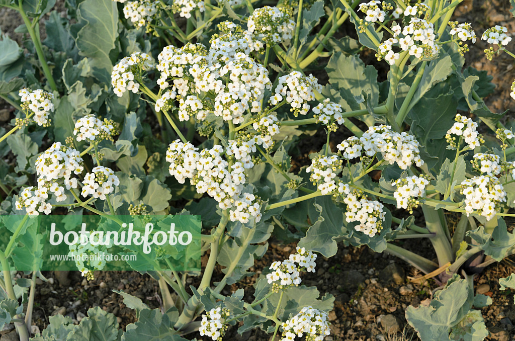 495369 - Sea kale (Crambe maritima)