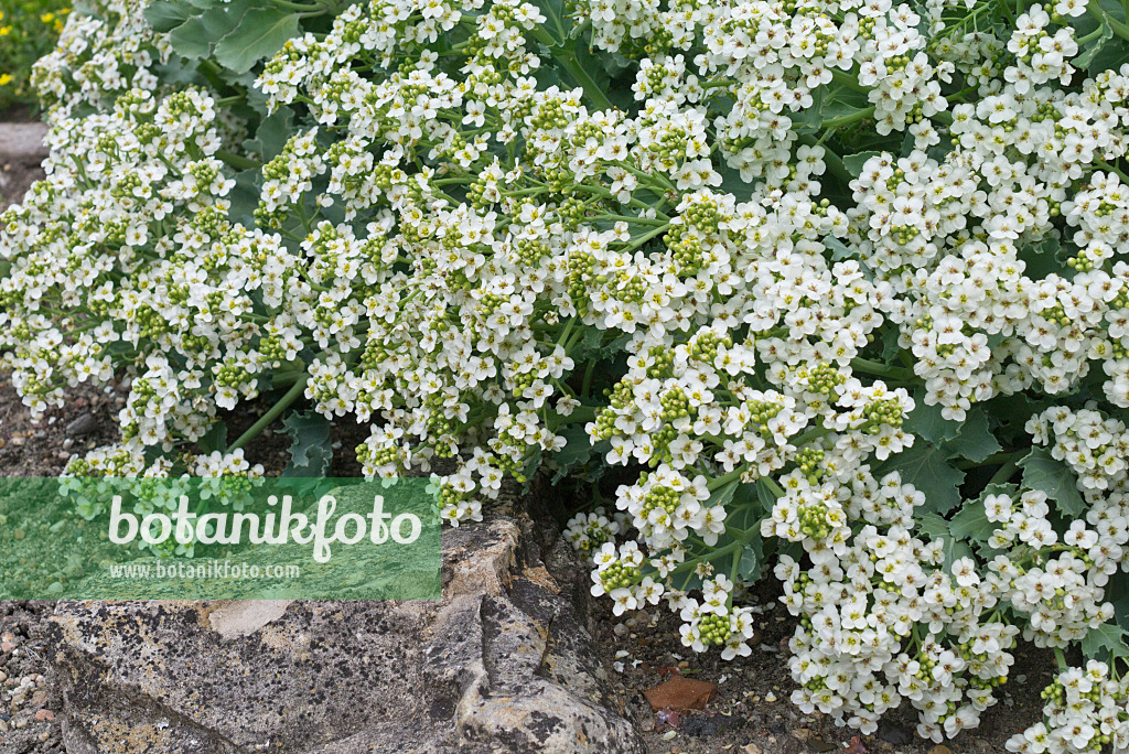 557014 - Sea kale (Crambe maritima)