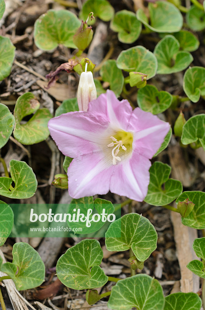 508442 - Seashore false bindweed (Calystegia soldanella)