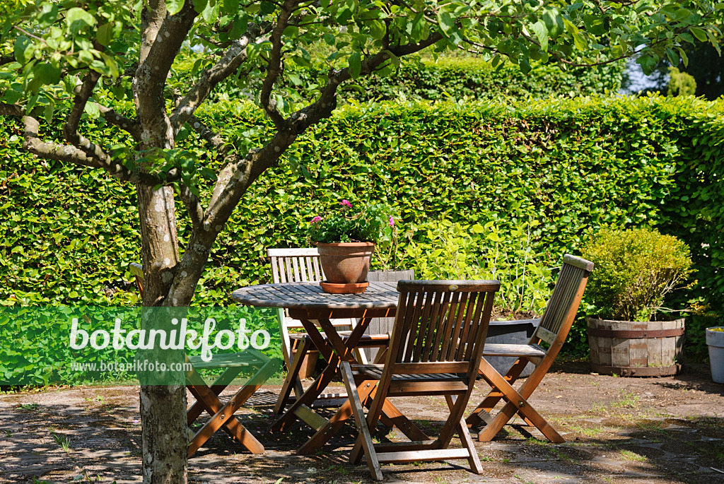 496190 - Seating area under an apple tree